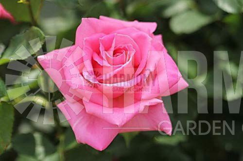 Rose 'Perfume Passion' Bare rooted
