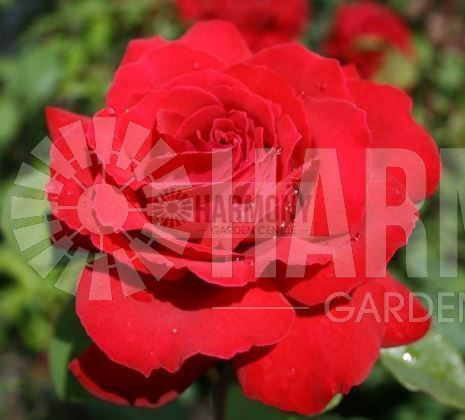 Rosa 'Sir Donald Bradman'