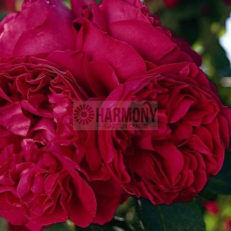 Rosa 'Pierre De Ronsard' Red Bare rooted