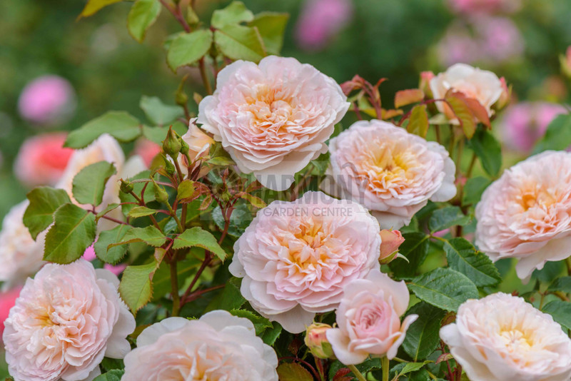 Rose David Austin 'Emily Bront Bare rooted