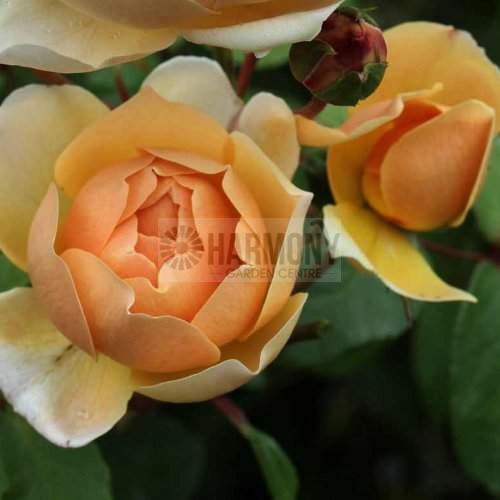 Rosa Jude The Obscure Bare rooted
