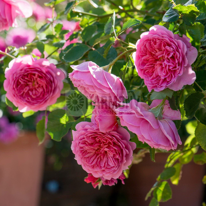 Rose 'Princess Alexandra Of Ke Bare rooted (37471) Bare rooted