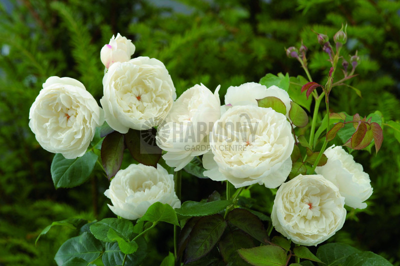 Rose David Austin 'William & C Bare rooted