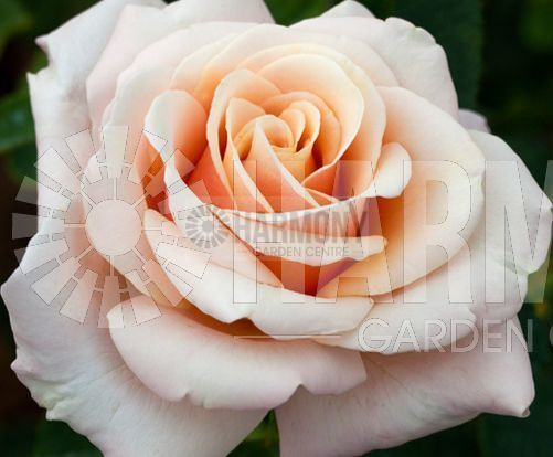 Rosa 'Spirit of Peace' Bare rooted