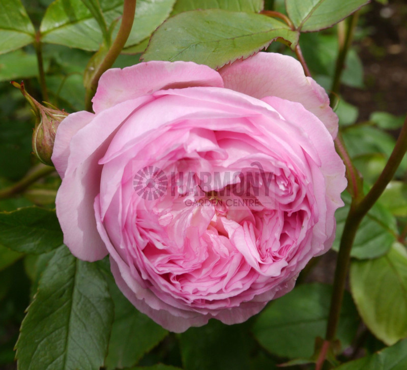Rose Delbard 'The Mill On The Bare rooted