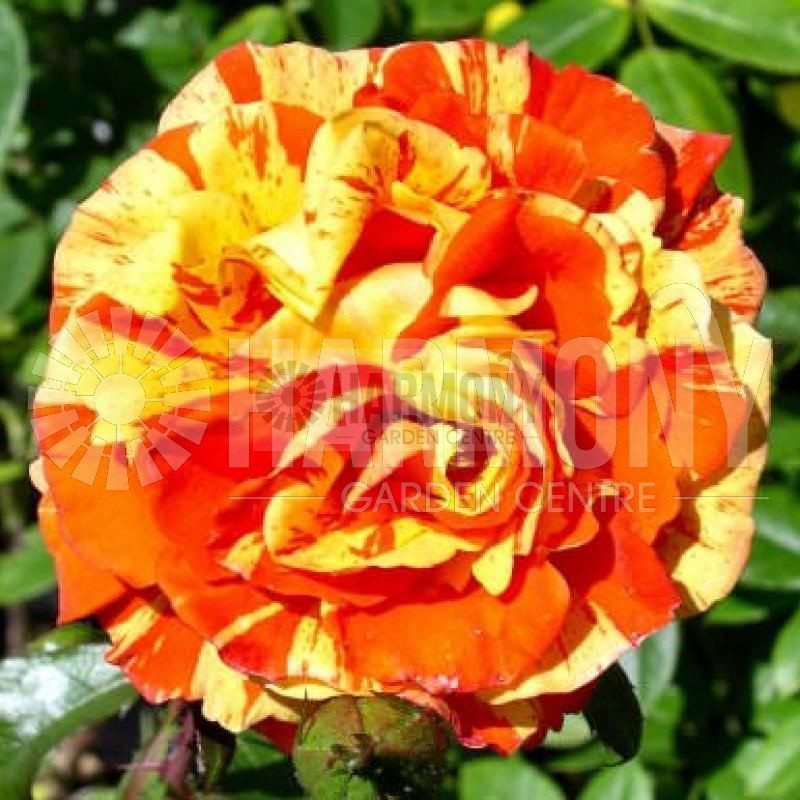 Rosa 'Oranges and Lemons' Bare rooted