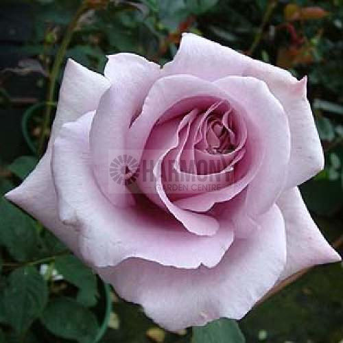 Rosa 'Blue Moon' Standard Bare rooted