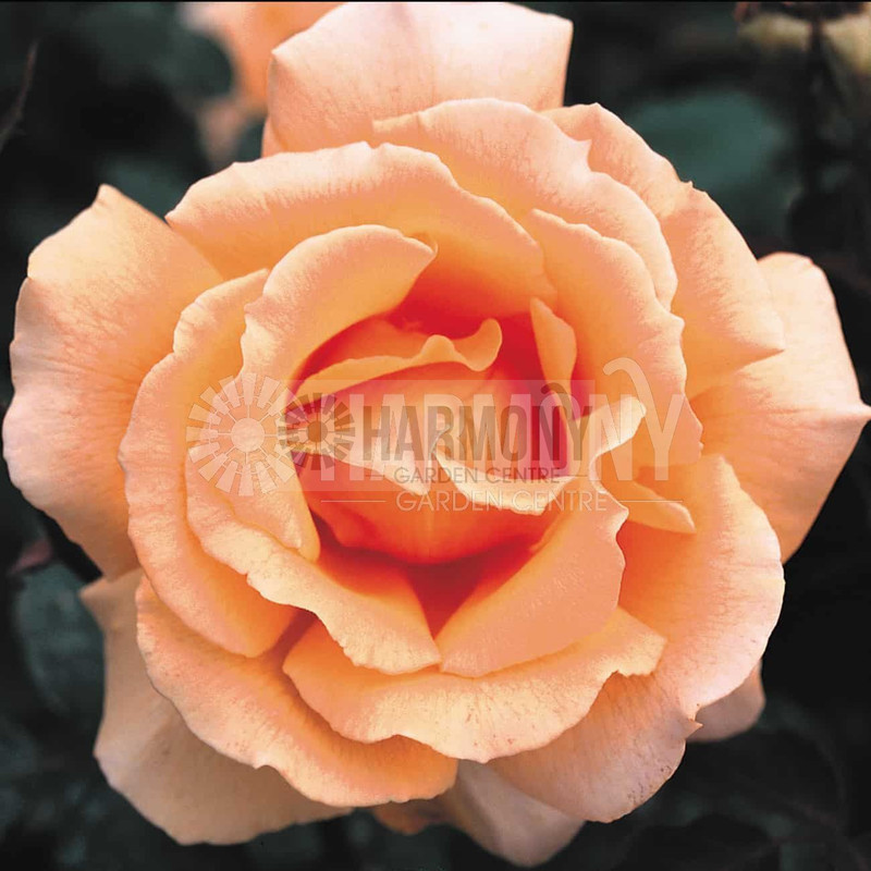 Rosa 'Just Joey' Standard Bare rooted