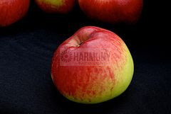 Malus domestica 'Monty's Surpr Bare rooted