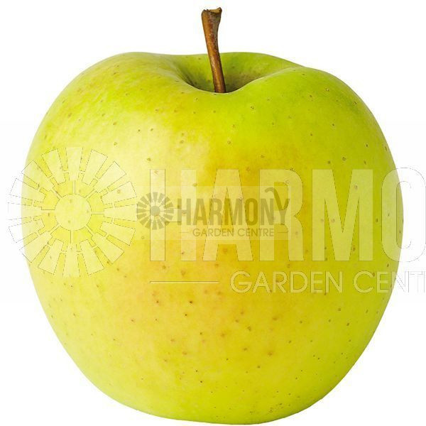 Malus Dwarf 'Golden Delicious' Bare rooted