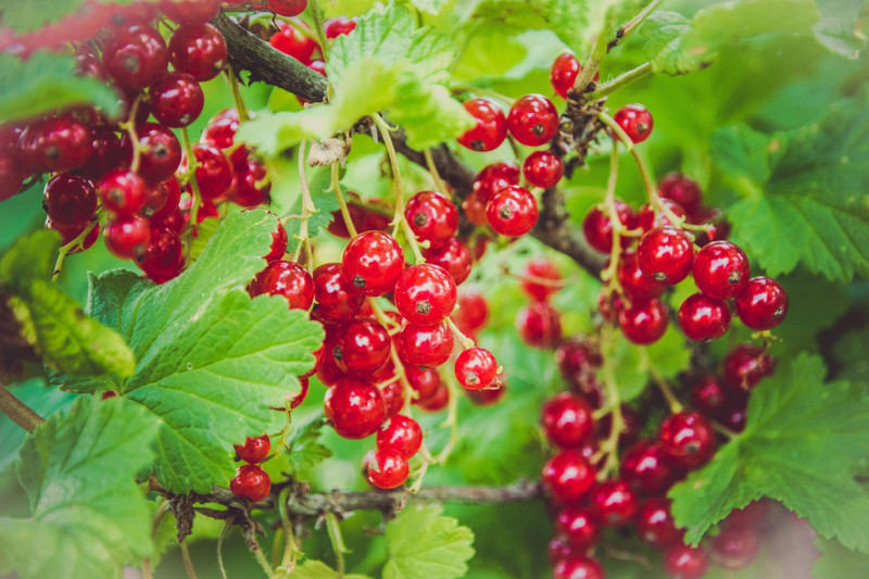 Ribes rubrum Bare rooted