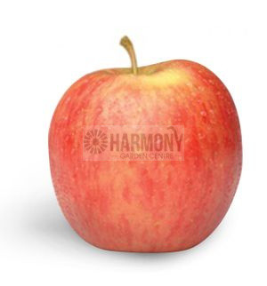 Malus Domestica 'Red Fuji'  Bare rooted