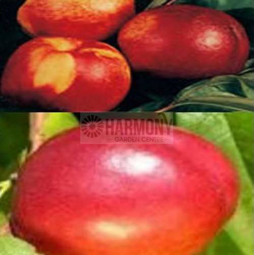Prunus Dbl Nectazee/Pixzee Bare rooted