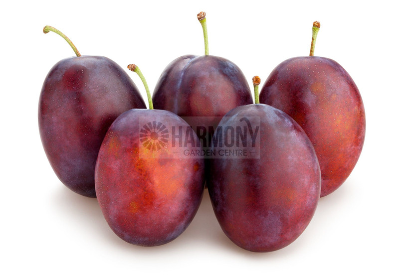 Prunus Domestica 'Luisa' Bare rooted