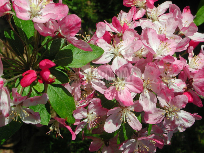 Malus floribunda Bare rooted