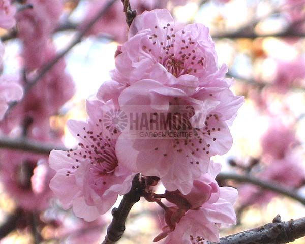 Prunus 'Blireana' Bare rooted