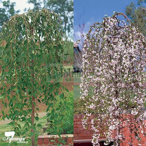 Prunus subhirtella tall  'Snow Bare rooted
