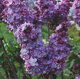 Syringa x hyacinthiflora 'Alic Bare rooted