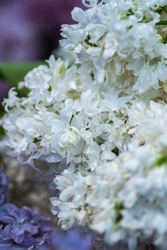 Syringa x hyacinthiflora 'Cora Bare rooted