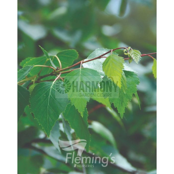 Betula pendula 'Alba' Bare rooted