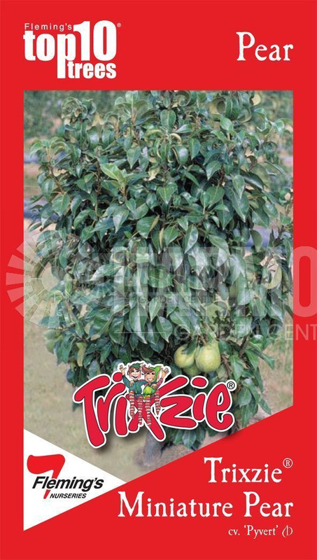 Pyrus Trixie 'Pyvert' Bare rooted