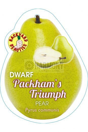 Pyrus Dwarf 'Packham's Triumph Bare rooted