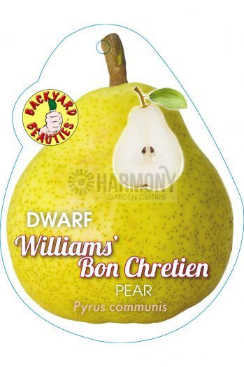Pyrus Dwarf 'William Bon Chret Bare rooted