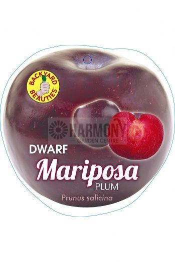Prunus Domestica 'Dwarf Maripo Bare rooted