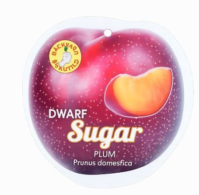 Prunus Dwarf 'Sugar Plum'