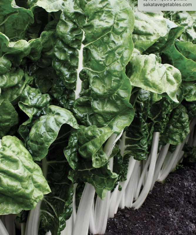 Silverbeet 'Fordhook Giant' (C Punnet