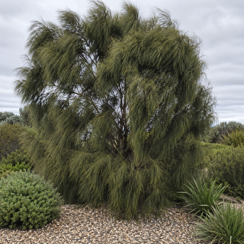 Allocasuarina verticillata 50 mm