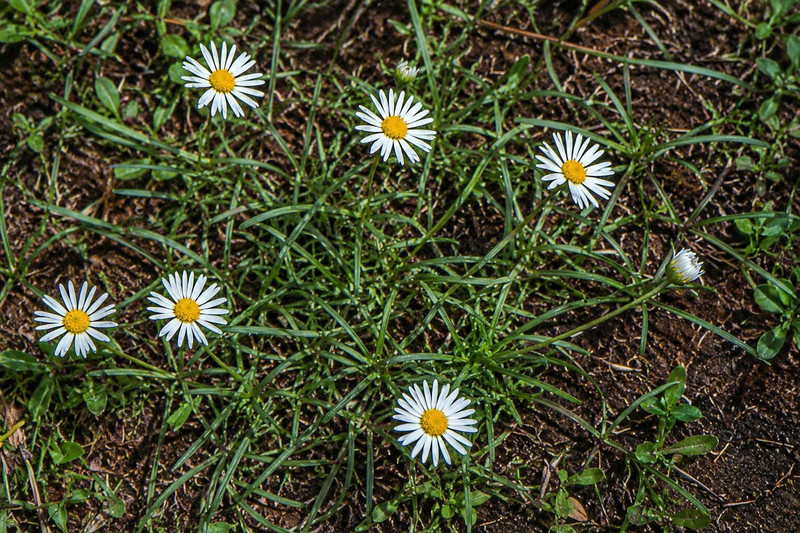 Brachyscome radicans 50 mm