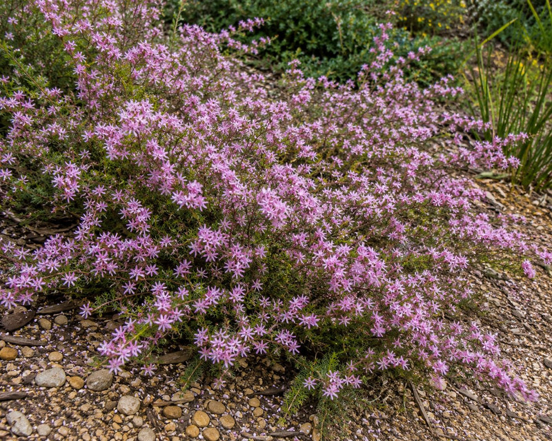 Calytrix tetragona 'Prostrate' 50 mm