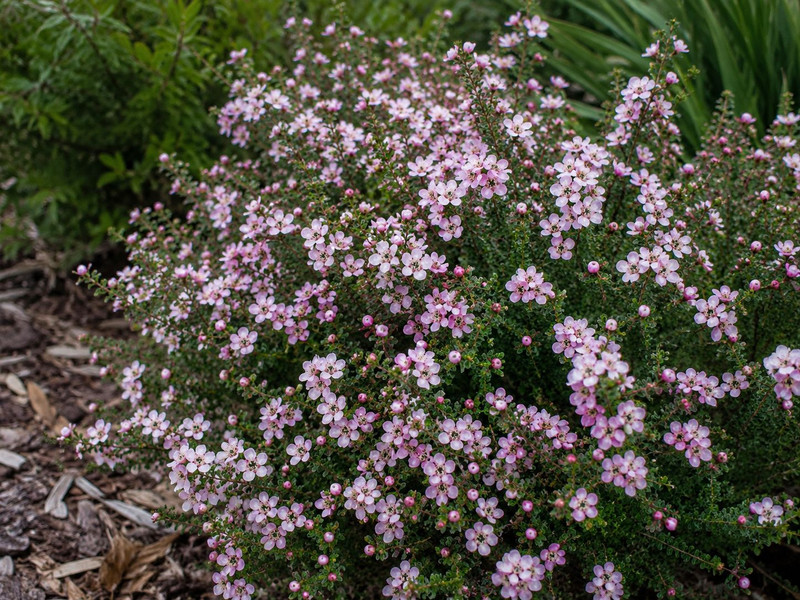 Leptospermum rotundifoliim 'Ju 50 mm