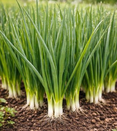 Spring Onion 'Bunching' (Chem  Punnet
