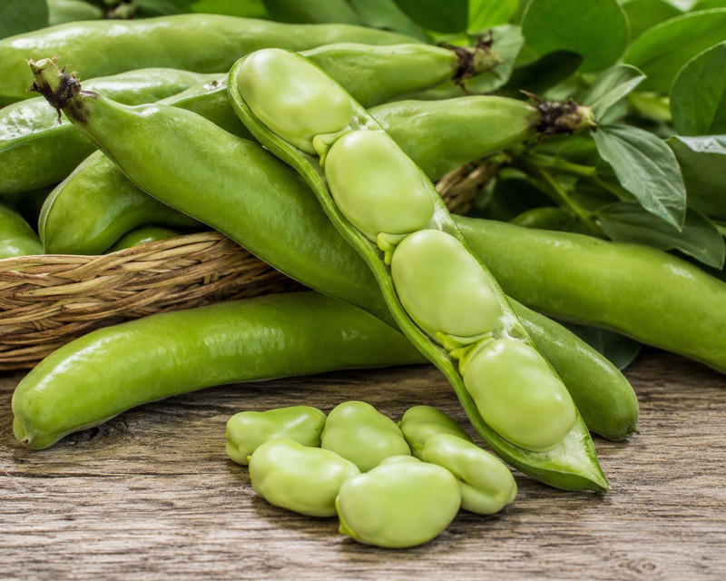 Bean Broad - Tripoli (Chem Fre Punnet