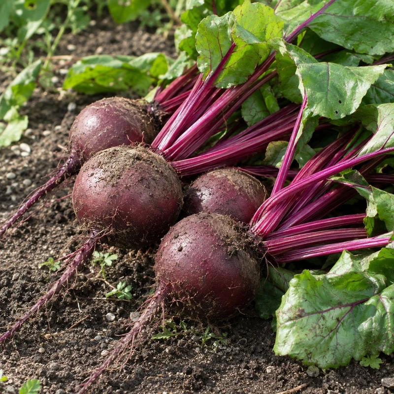Beetroot 'Boro' (Chem Free) Punnet