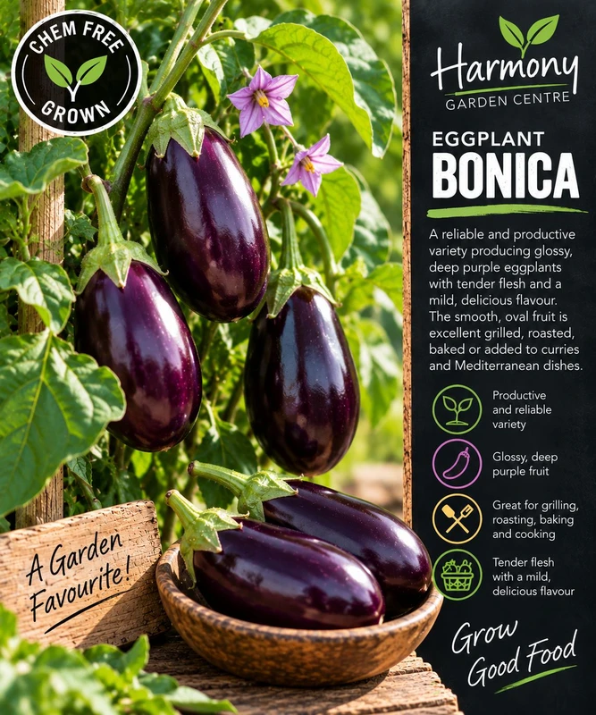 Eggplant ‘Bonica’ (Chem Free) Punnet