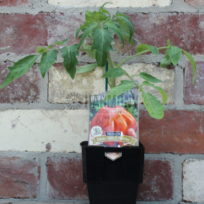 Tomato Diggers 'Granny's Throw 125 mm