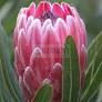 Protea 'Pink Ice' 140 mm
