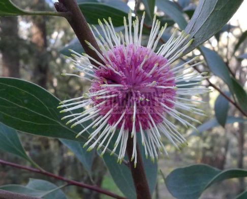 Hakea laurina 140 mm