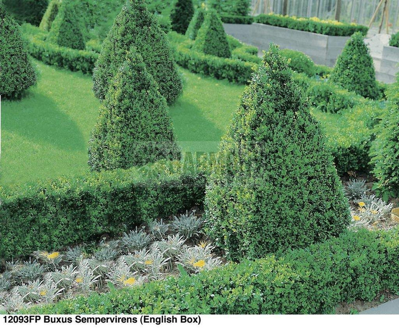 Buxus sempervirens 70 mm