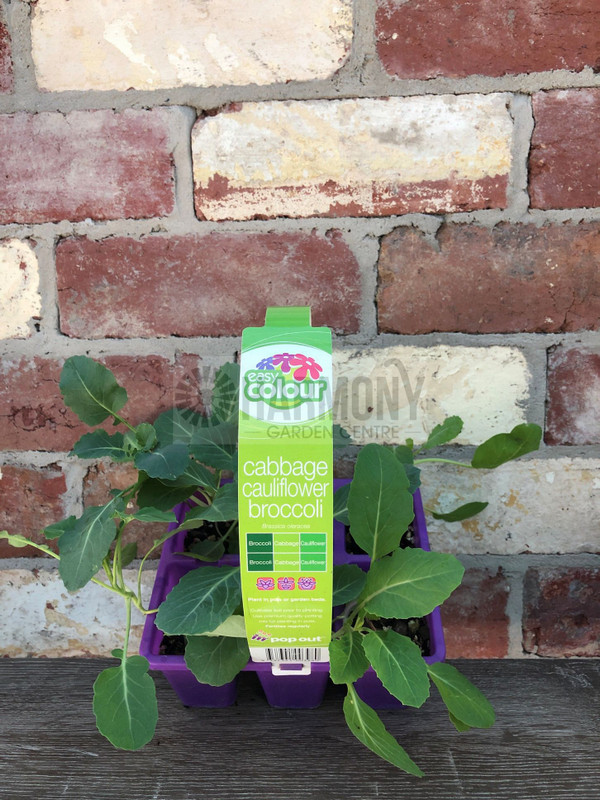 Cabbage Cauliflower Broccoli P