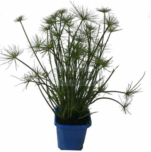 Cyperus papyrus 200 mm