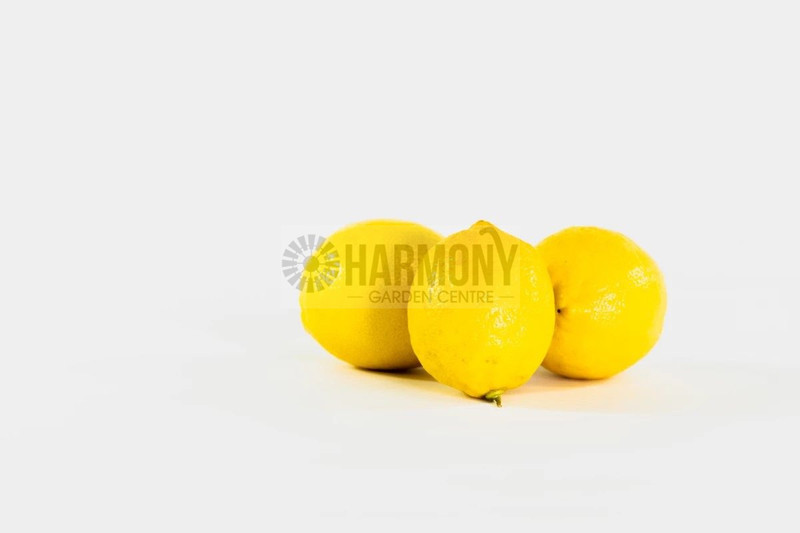 Citrus limon 'Lisbon' 250 mm