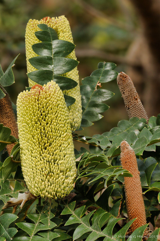 Banksia grandis 140 mm