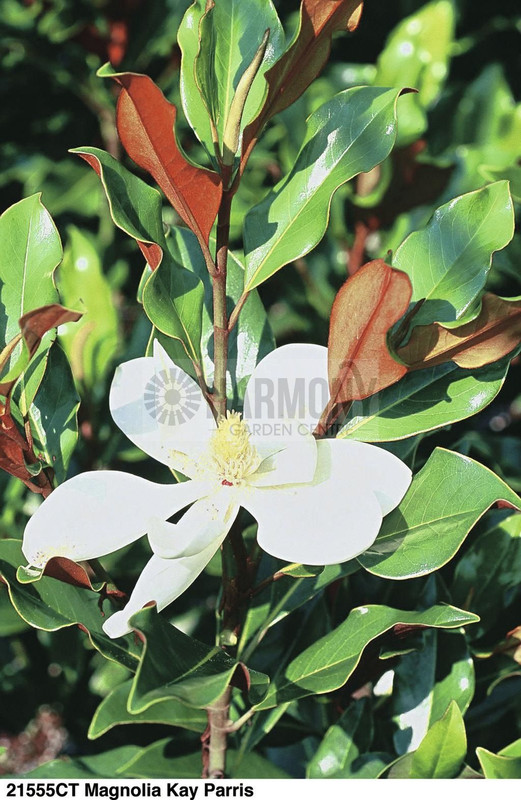 Magnolia Grandiflora 'Kay Pari 200 mm