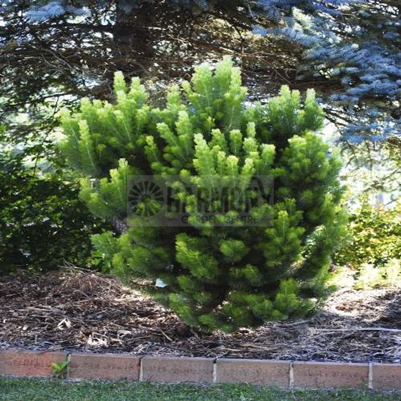 Adenanthos sericea 'Silver Str 200 mm