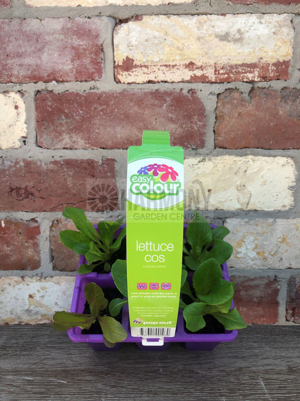 Lettuce Cos Pack