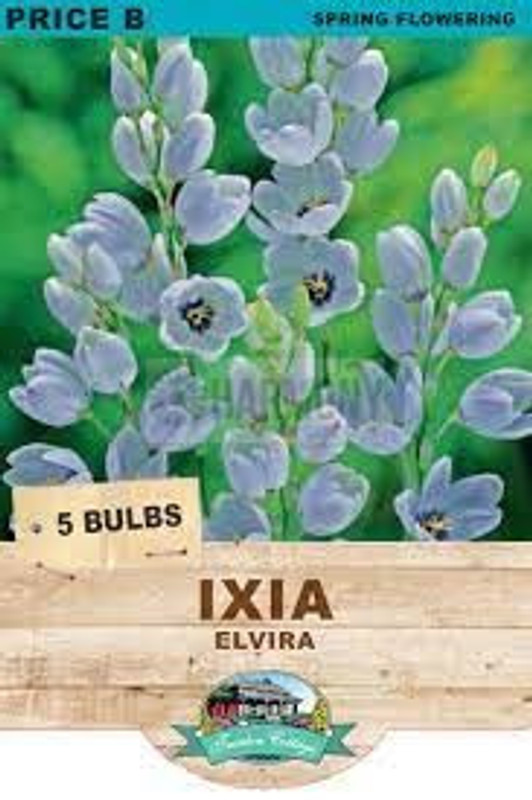 Ixia Elvira 3Pk
